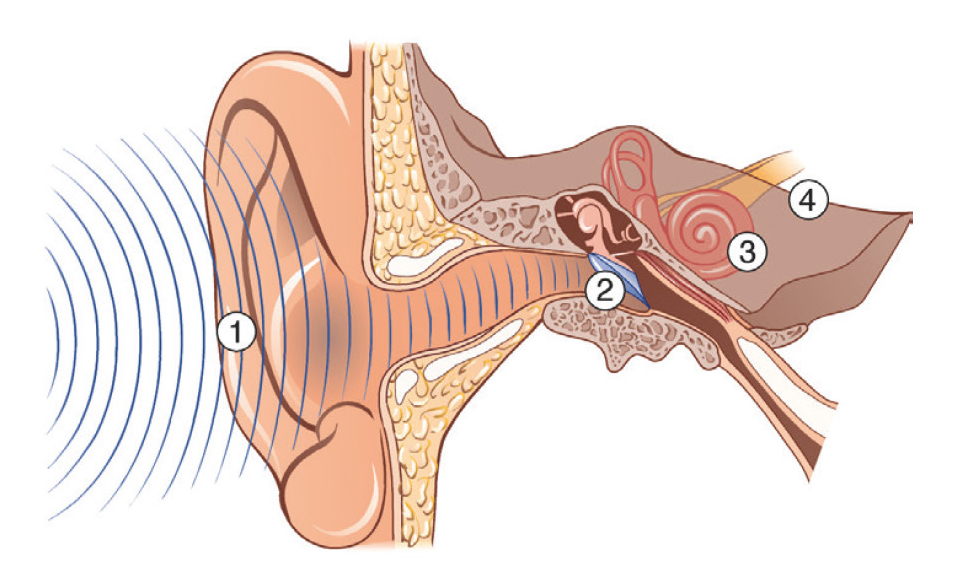 Anatomische Abbildung von einem menschlichen Ohr