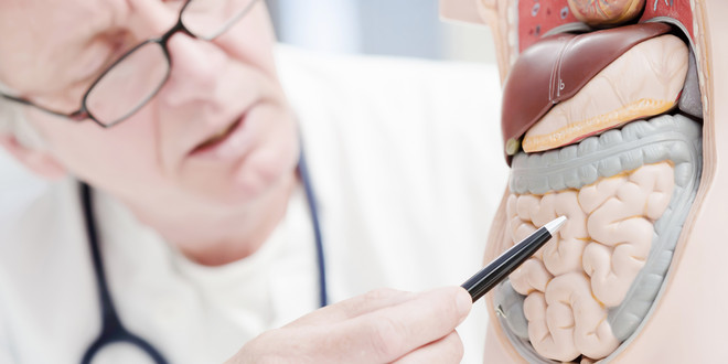 Arzt mit Modell eines Darms